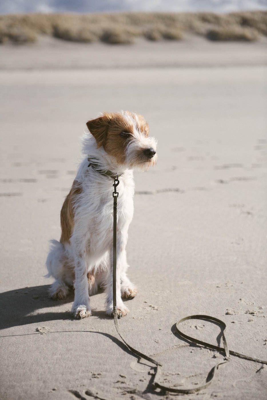 Hundestrand Langeoog